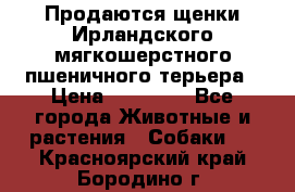 Продаются щенки Ирландского мягкошерстного пшеничного терьера › Цена ­ 30 000 - Все города Животные и растения » Собаки   . Красноярский край,Бородино г.